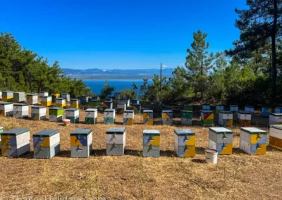 Beekeeping in Thassos quotes about thassos rent ebike in Thassos