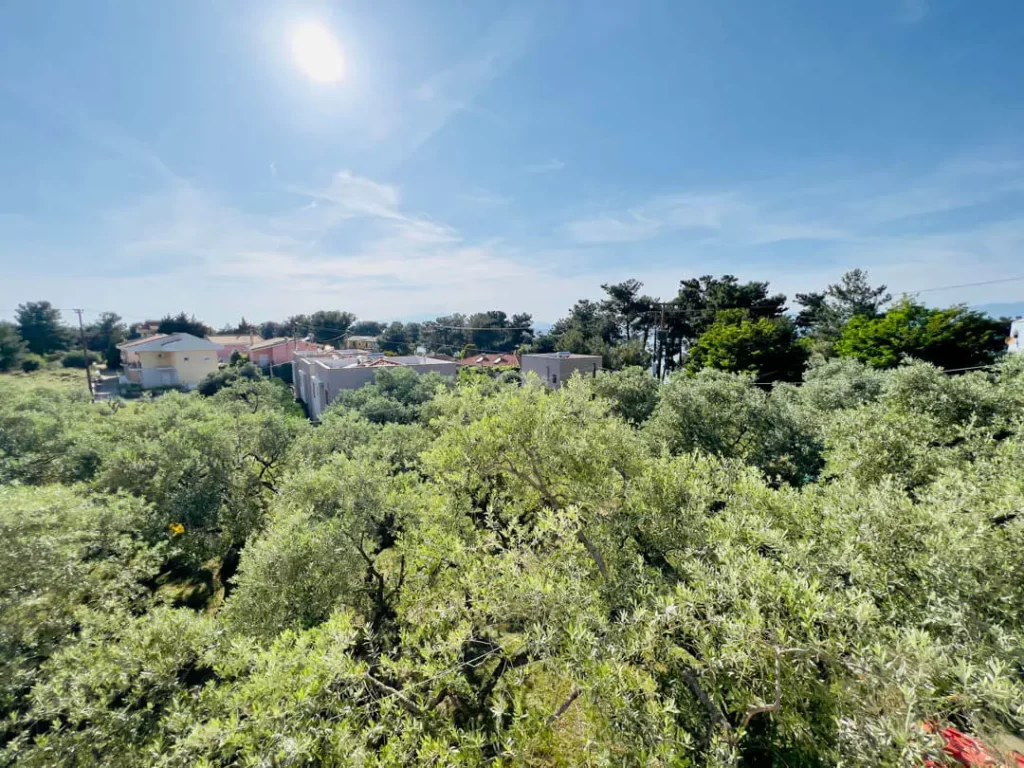 studios elena thassos