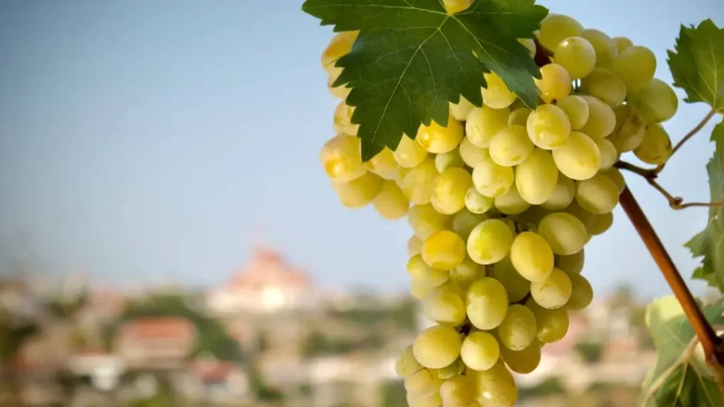 grapes in thassos
