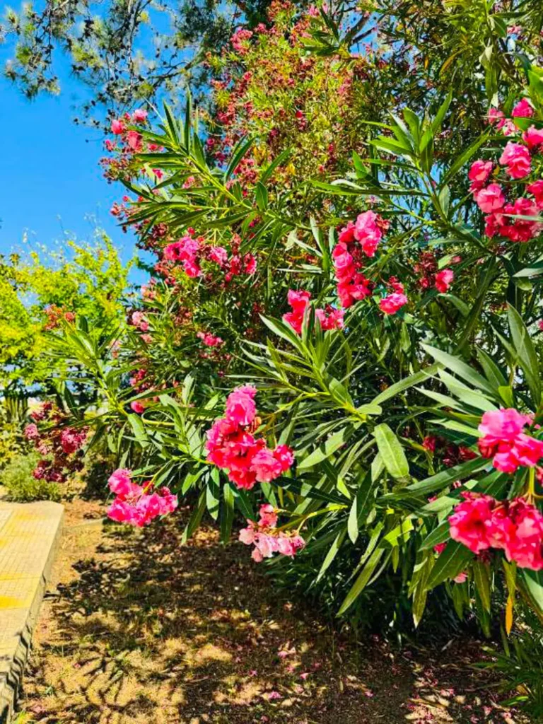 Villa Garden Limenas Thassos